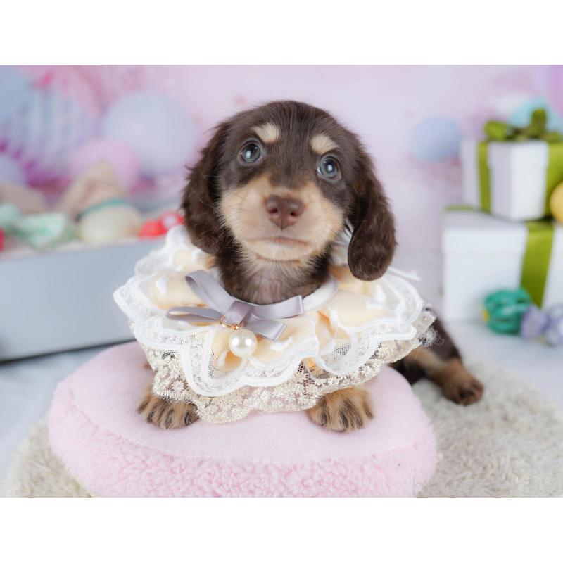 販売中の東京都のカニンヘンダックスフンド(ロングヘアード)-435693の3枚目