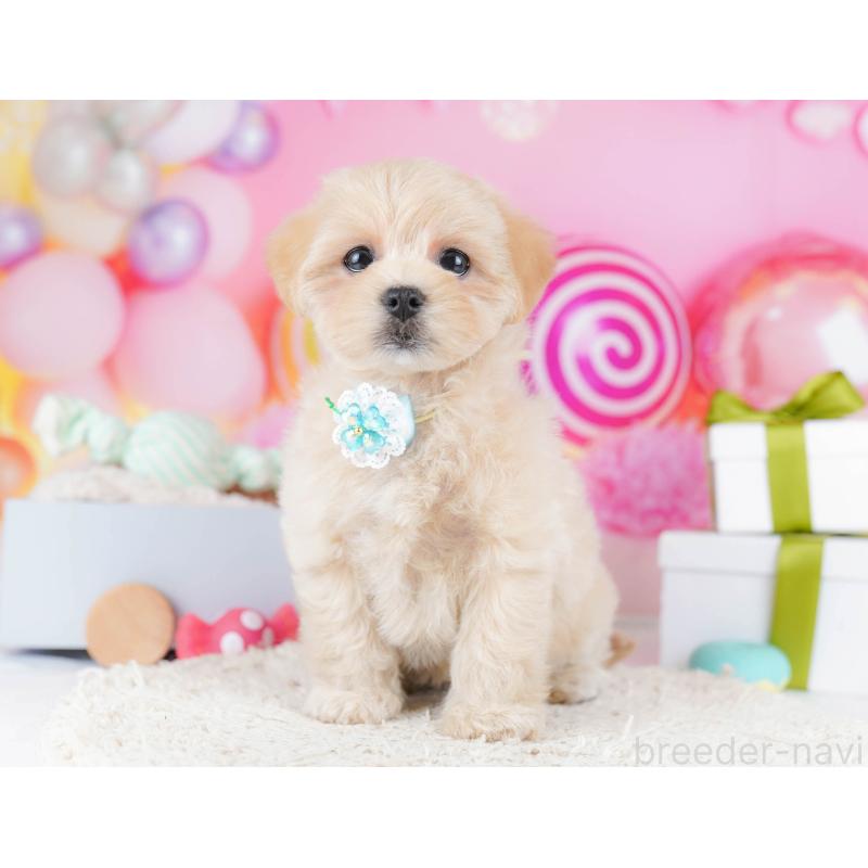 販売中の東京都のマルプー:マルチーズ×トイプードル-435692の11枚目