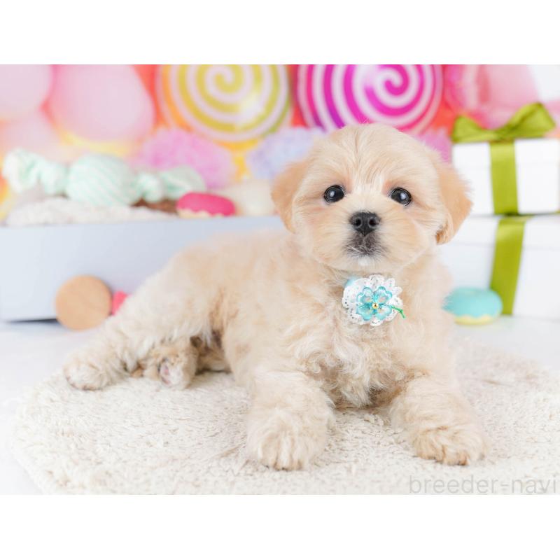 販売中の東京都のマルプー:マルチーズ×トイプードル-435692の10枚目