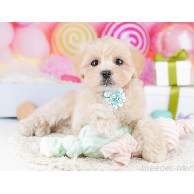 販売中の東京都のマルプー:マルチーズ×トイプードル-435692の9枚目