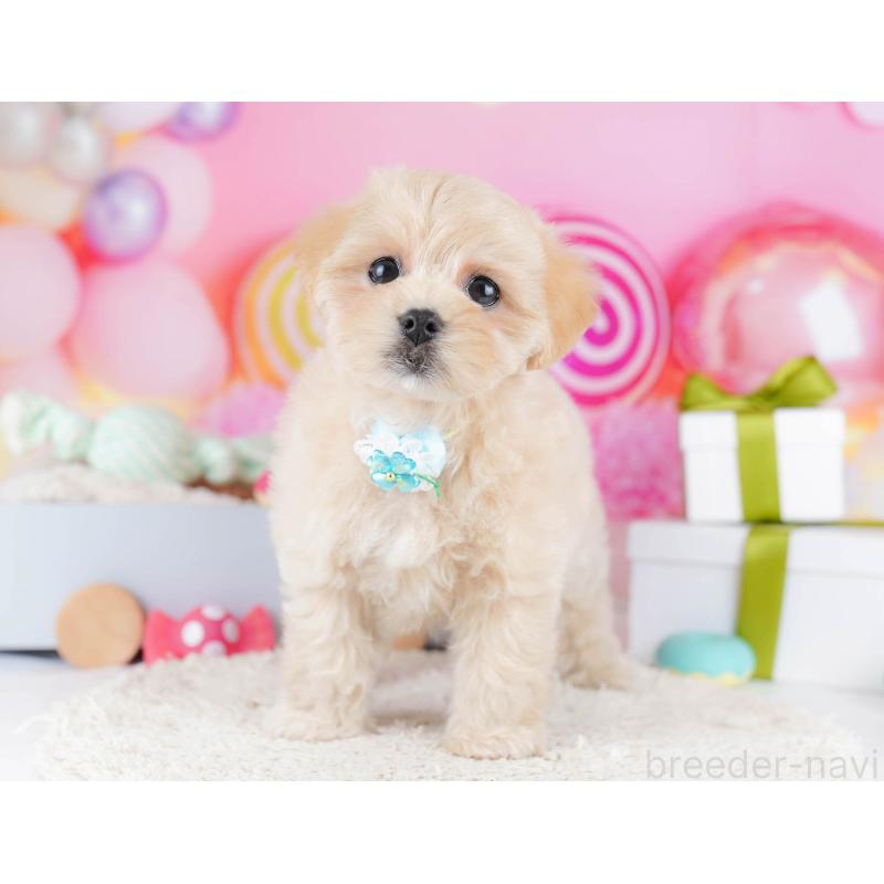 販売中の東京都のマルプー:マルチーズ×トイプードル-435692の8枚目