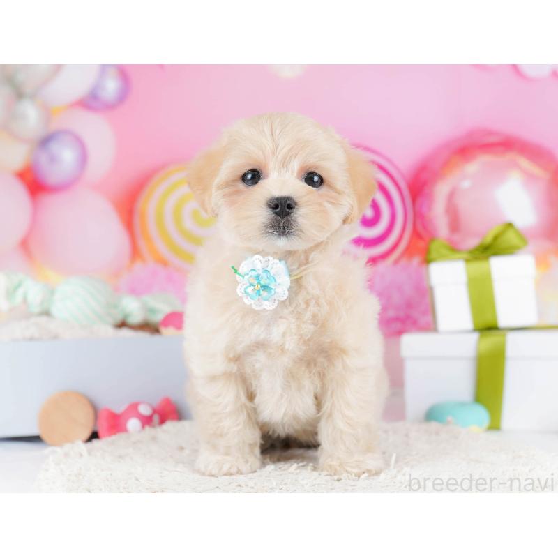 販売中の東京都のマルプー:マルチーズ×トイプードル-435692の7枚目