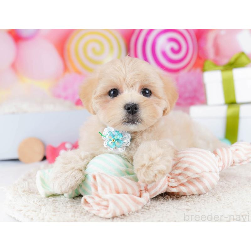 販売中の東京都のマルプー:マルチーズ×トイプードル-435692の6枚目