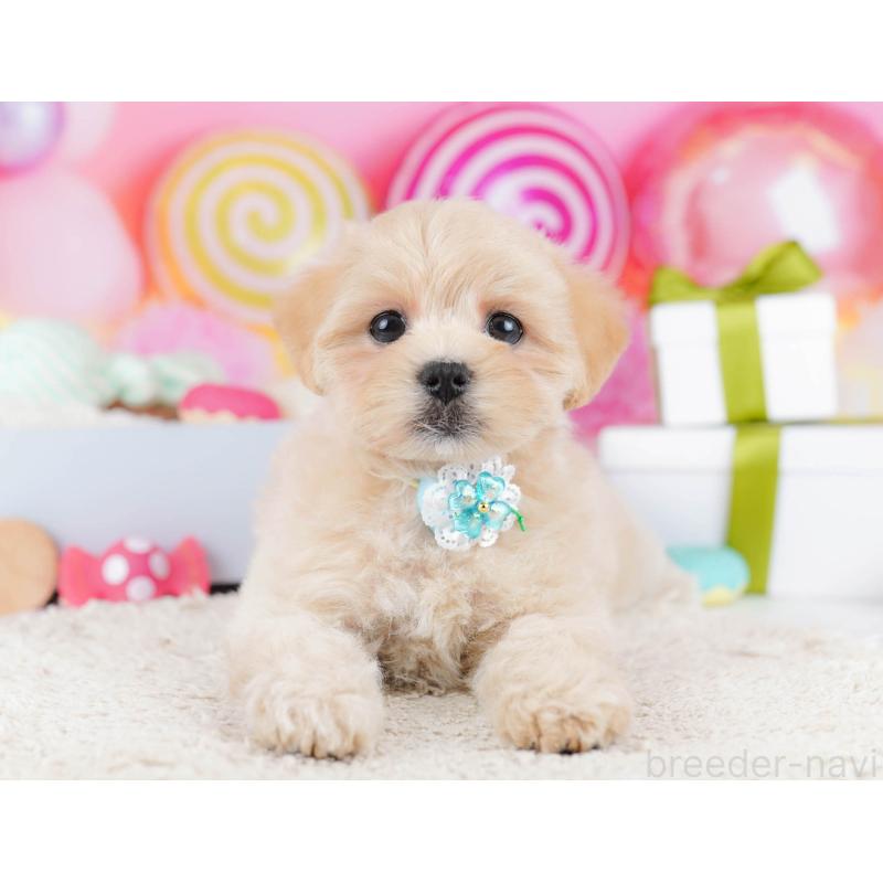 販売中の東京都のマルプー:マルチーズ×トイプードル-435692の5枚目