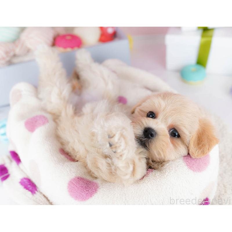 販売中の東京都のマルプー:マルチーズ×トイプードル-435692の4枚目