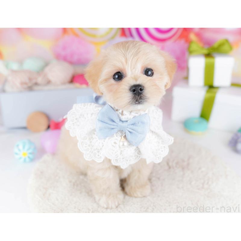 販売中の東京都のマルプー:マルチーズ×トイプードル-435692の3枚目