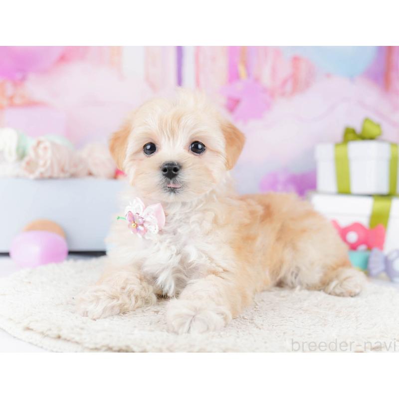 販売中の東京都のマルプー:マルチーズ×トイプードル-435690の11枚目