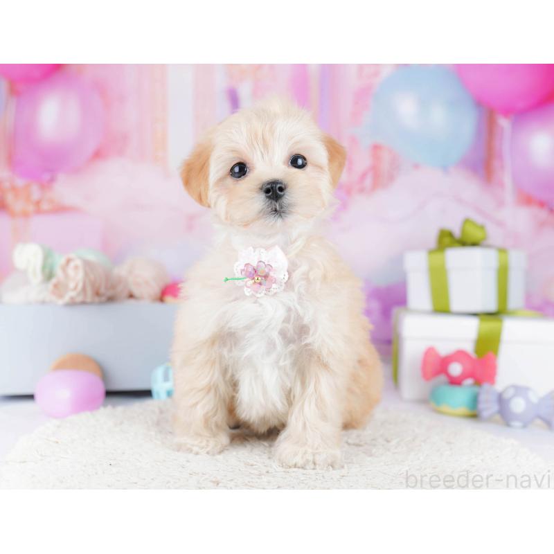 販売中の東京都のマルプー:マルチーズ×トイプードル-435690の10枚目