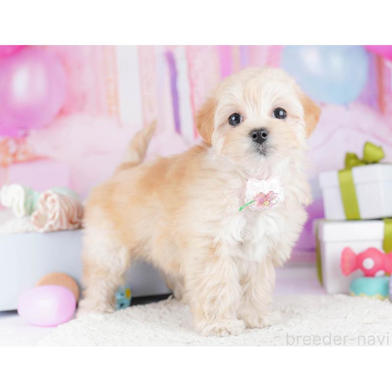 販売中の東京都のマルプー:マルチーズ×トイプードル-435690の9枚目