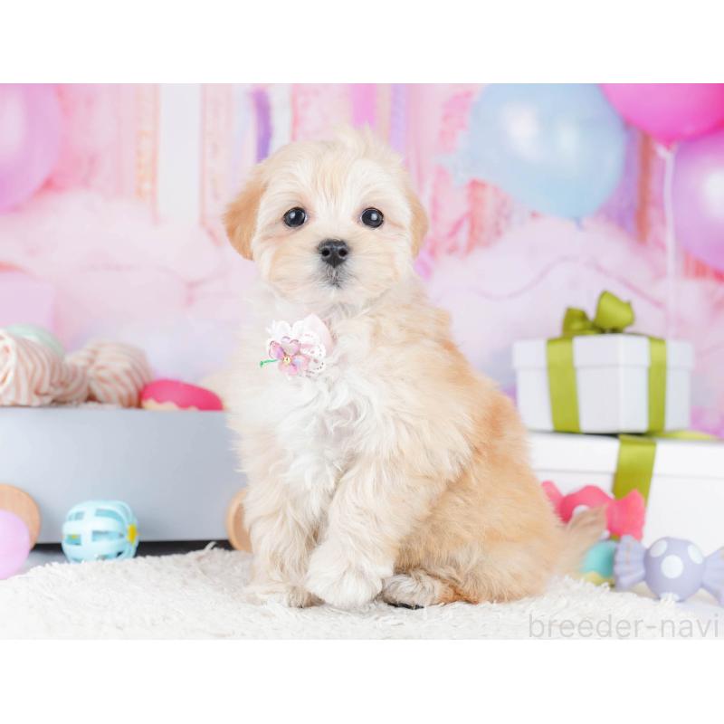 販売中の東京都のマルプー:マルチーズ×トイプードル-435690の8枚目