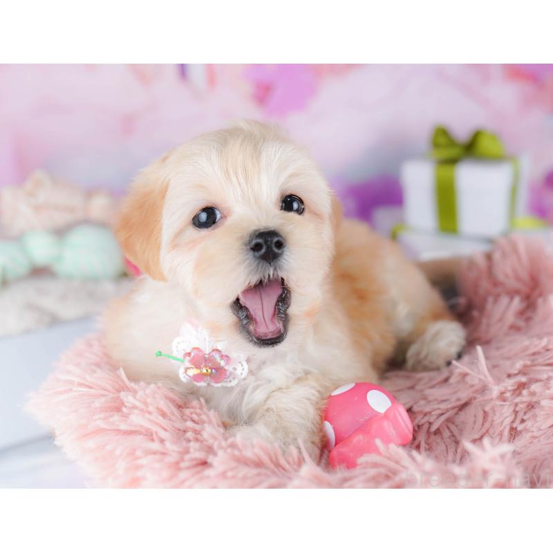 販売中の東京都のマルプー:マルチーズ×トイプードル-435690の7枚目