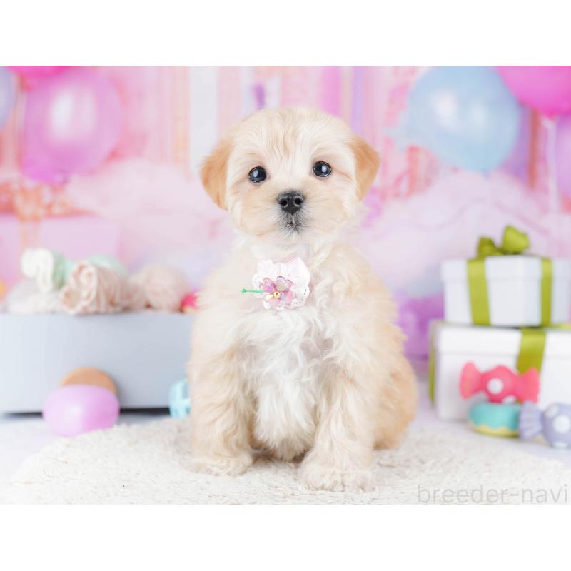 販売中の東京都のマルプー:マルチーズ×トイプードル-435690の6枚目