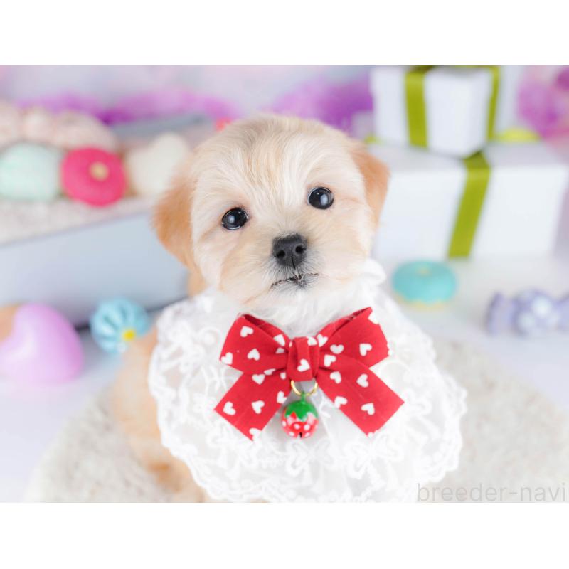 販売中の東京都のマルプー:マルチーズ×トイプードル-435690の5枚目