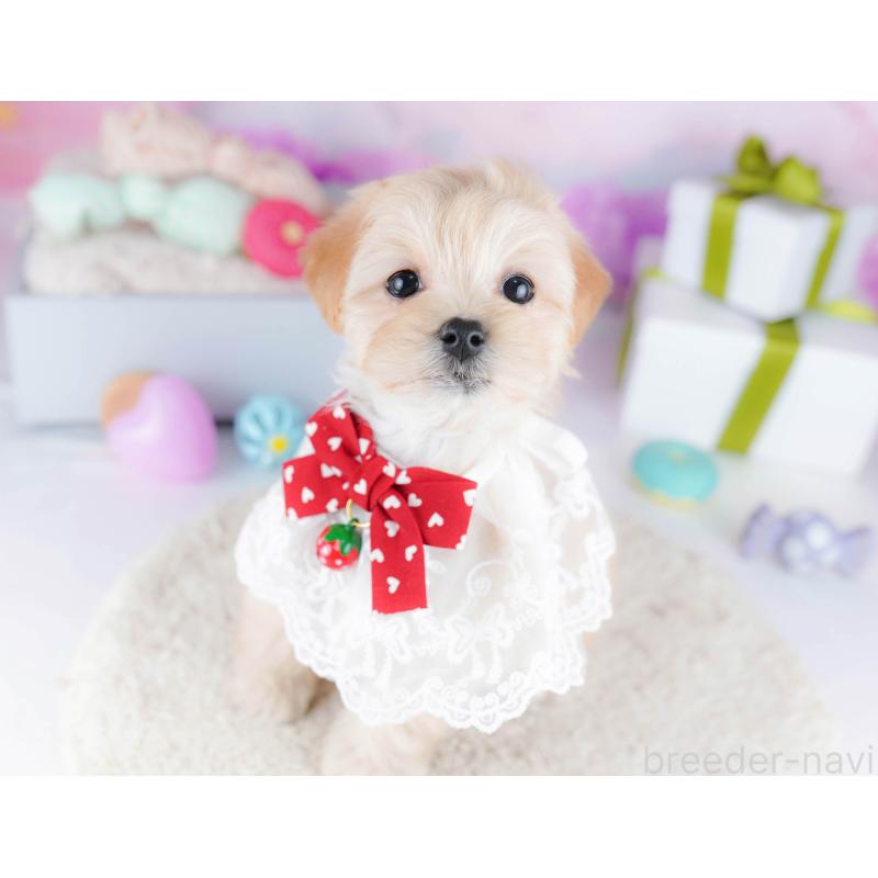 販売中の東京都のマルプー:マルチーズ×トイプードル-435690の4枚目