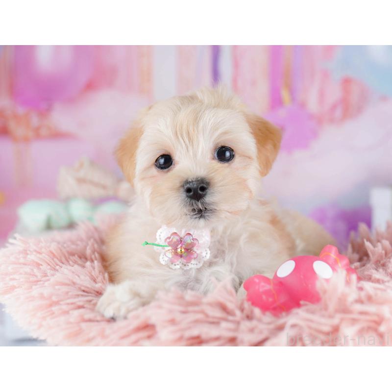 販売中の東京都のマルプー:マルチーズ×トイプードル-435690の3枚目