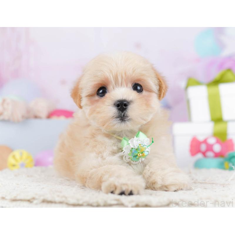 販売中の東京都のマルプー:マルチーズ×トイプードル-435687の11枚目