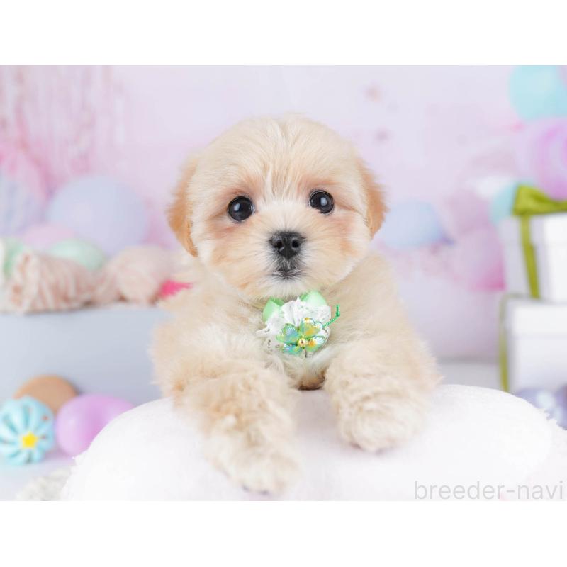 販売中の東京都のマルプー:マルチーズ×トイプードル-435687の9枚目