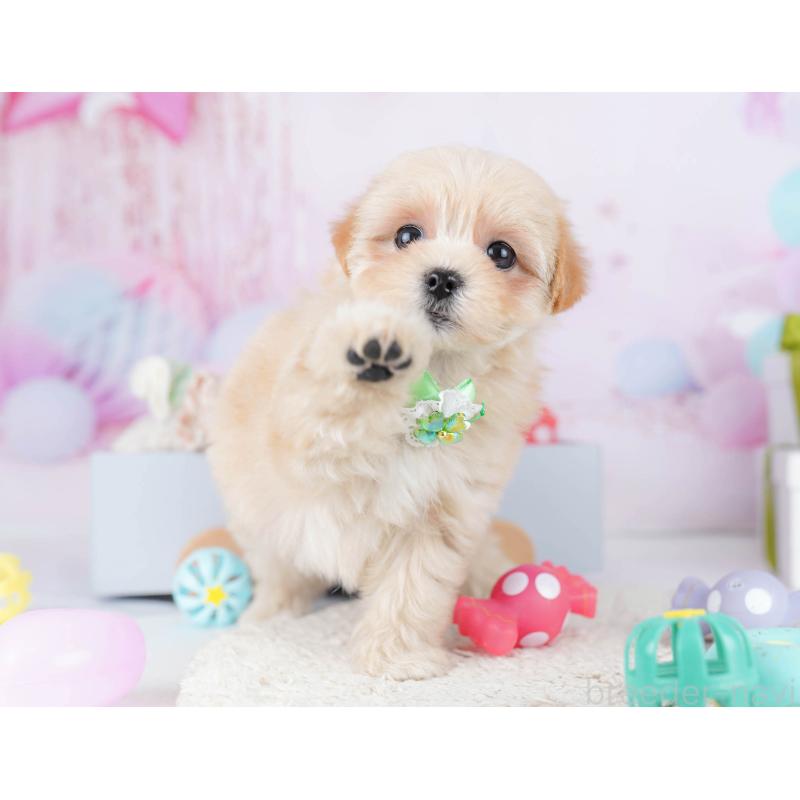 販売中の東京都のマルプー:マルチーズ×トイプードル-435687の8枚目