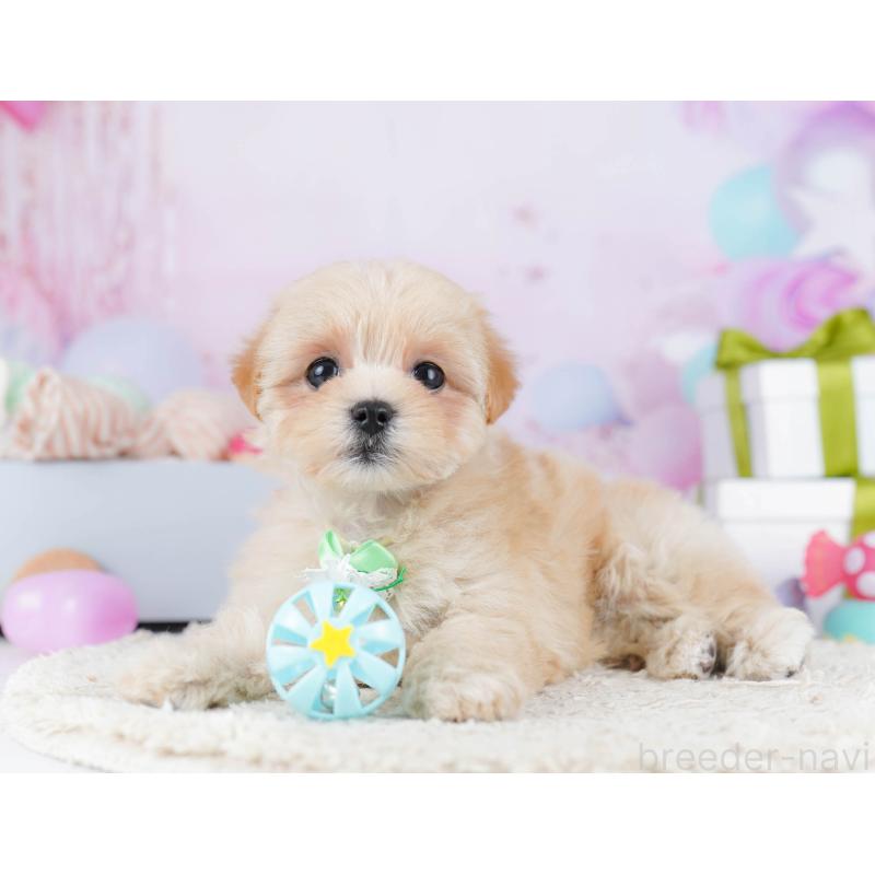 販売中の東京都のマルプー:マルチーズ×トイプードル-435687の6枚目