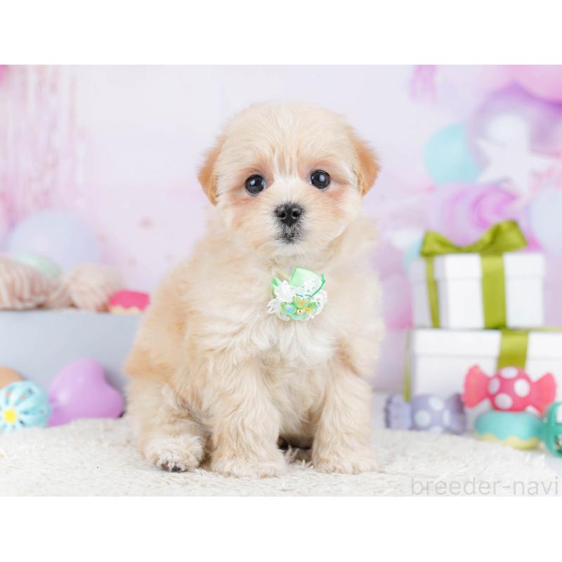 販売中の東京都のマルプー:マルチーズ×トイプードル-435687の5枚目