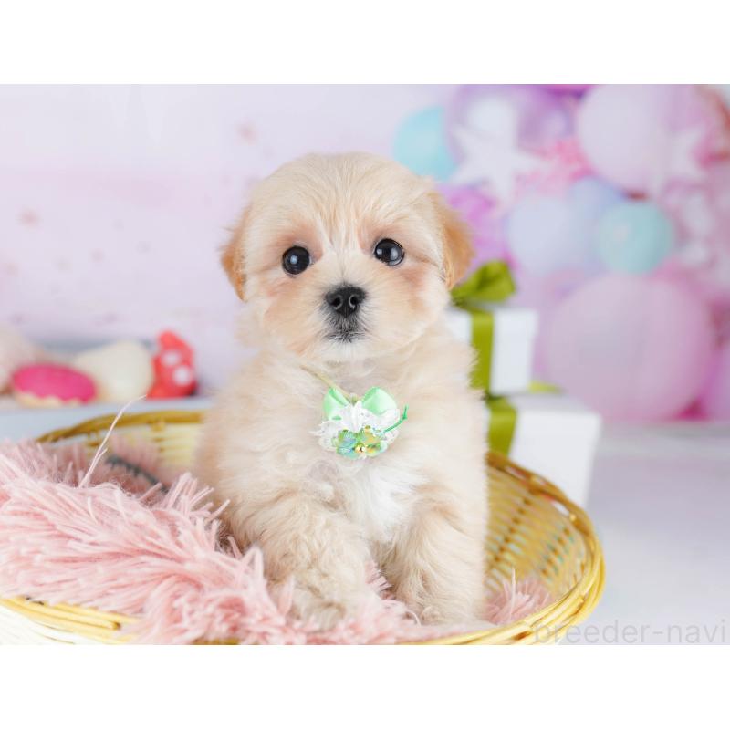 販売中の東京都のマルプー:マルチーズ×トイプードル-435687の4枚目