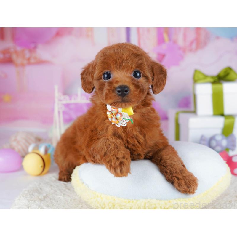 販売中の東京都のトイプードル-435680の11枚目