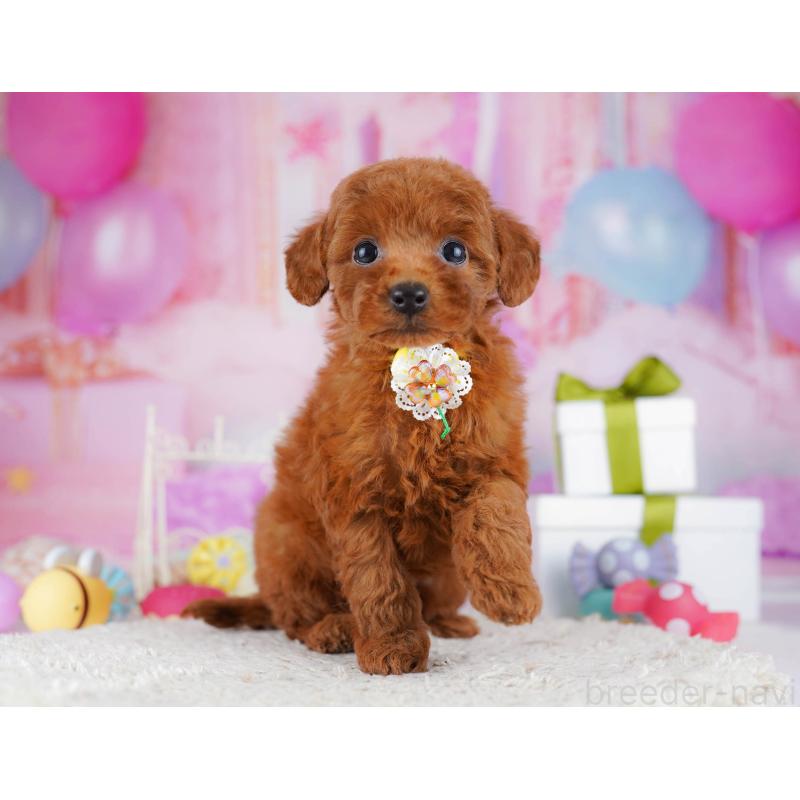 販売中の東京都のトイプードル-435680の10枚目