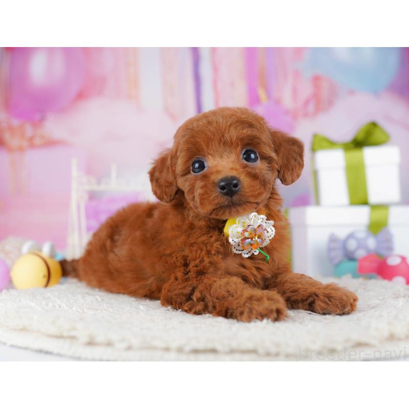 販売中の東京都のトイプードル-435680の9枚目