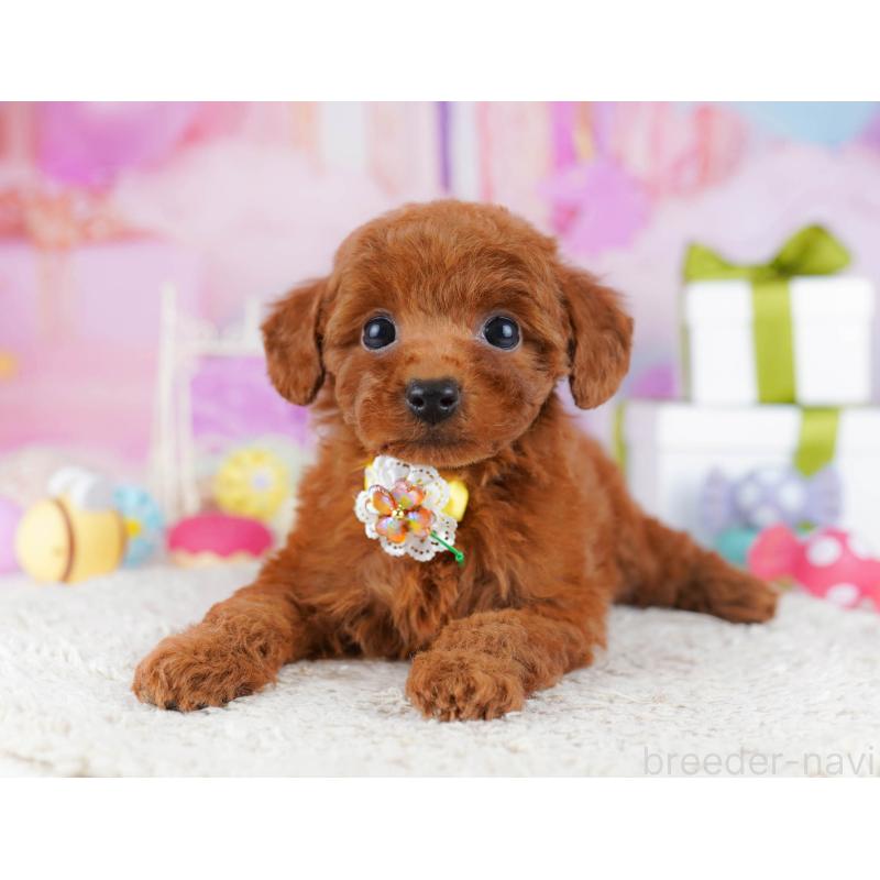 販売中の東京都のトイプードル-435680の8枚目