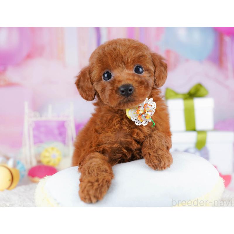 販売中の東京都のトイプードル-435680の6枚目