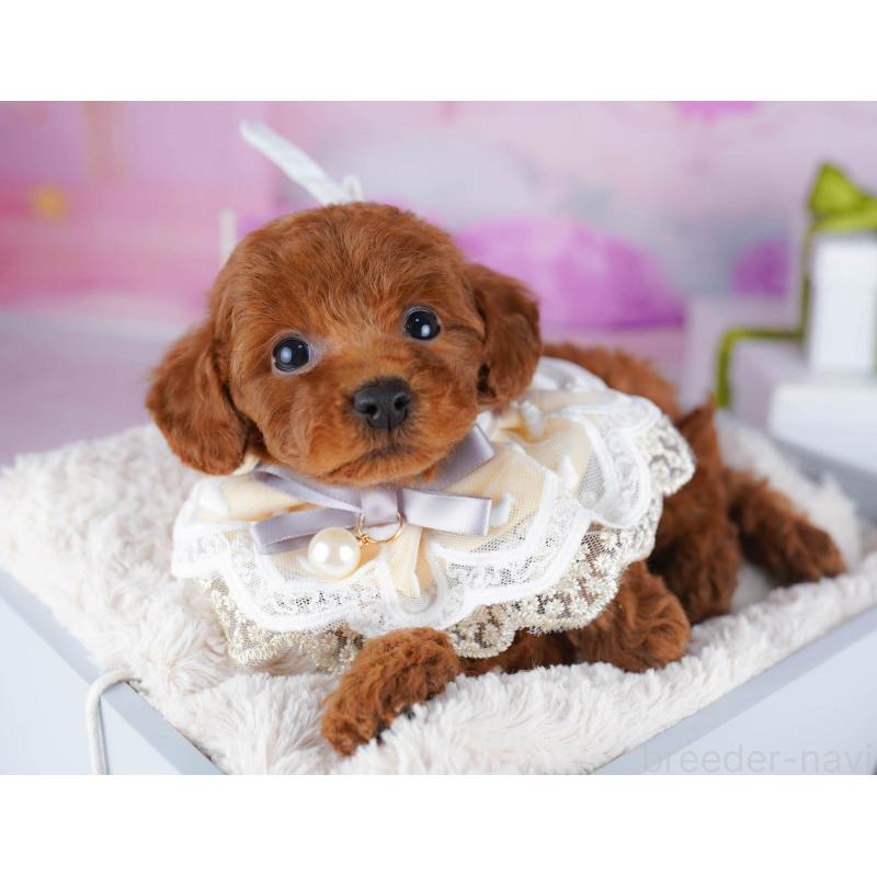 販売中の東京都のトイプードル-435680の4枚目