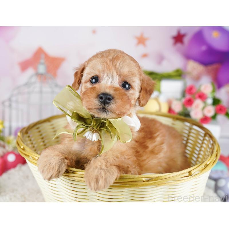 販売中の東京都のトイプードル-435678の10枚目