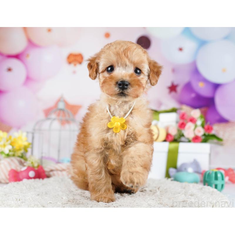 販売中の東京都のトイプードル-435678の9枚目