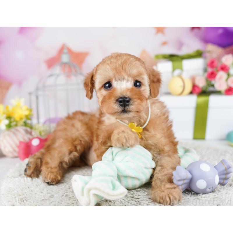 販売中の東京都のトイプードル-435678の8枚目