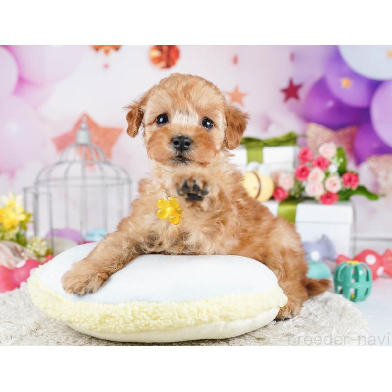 販売中の東京都のトイプードル-435678の7枚目