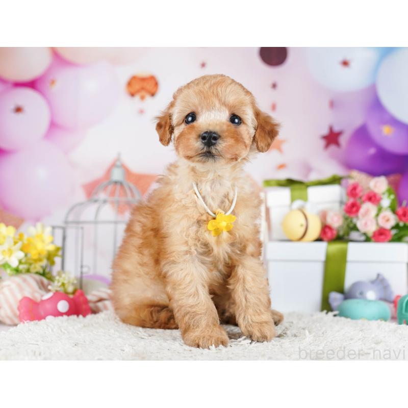 販売中の東京都のトイプードル-435678の6枚目