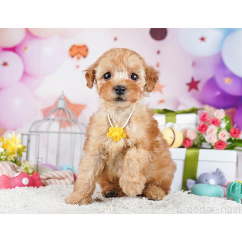 販売中の東京都のトイプードル-435678の5枚目