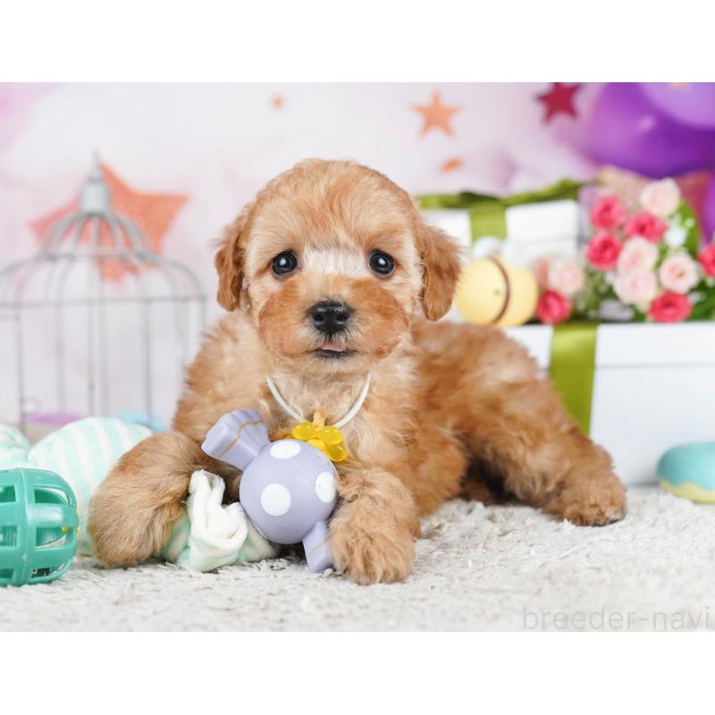 販売中の東京都のトイプードル-435678の4枚目