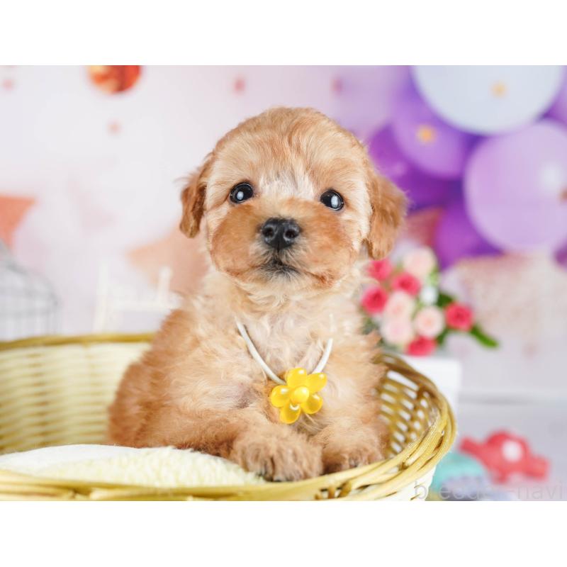 販売中の東京都のトイプードル-435678の3枚目