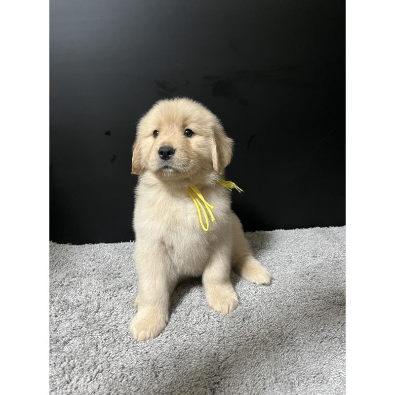 成約済の千葉県のゴールデンレトリーバー-430547の7枚目