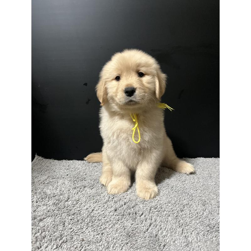 成約済の千葉県のゴールデンレトリーバー-430547の6枚目