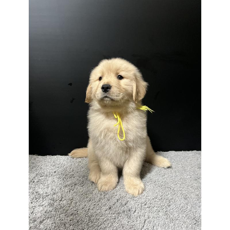 成約済の千葉県のゴールデンレトリーバー-430547の5枚目