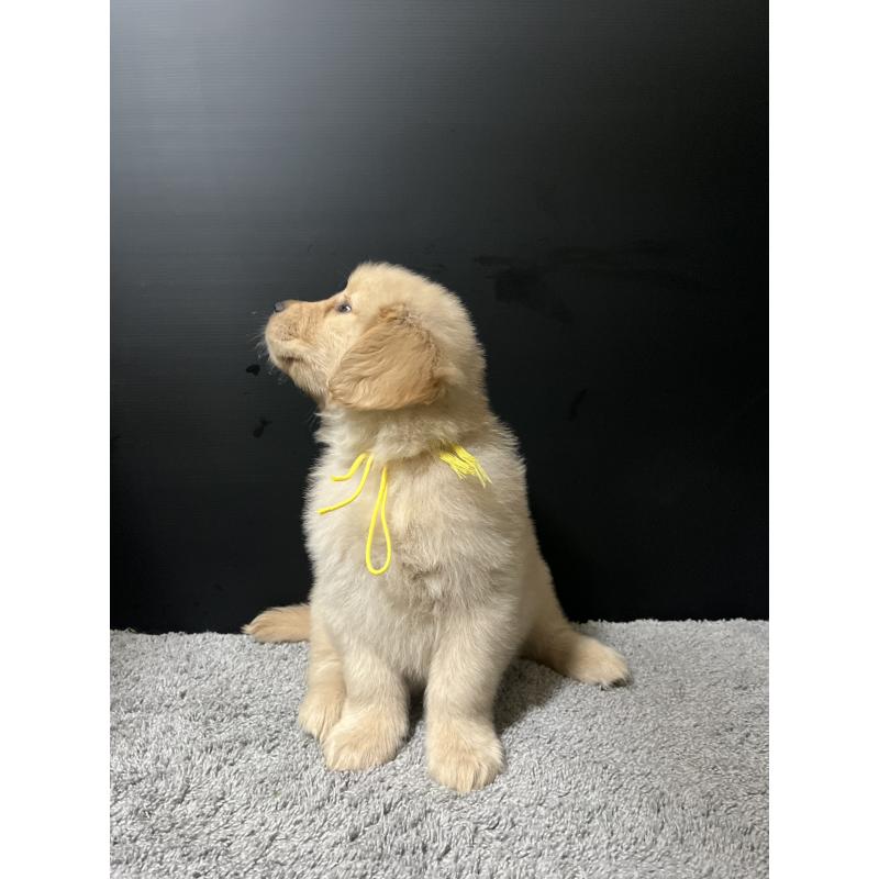 成約済の千葉県のゴールデンレトリーバー-430547の3枚目