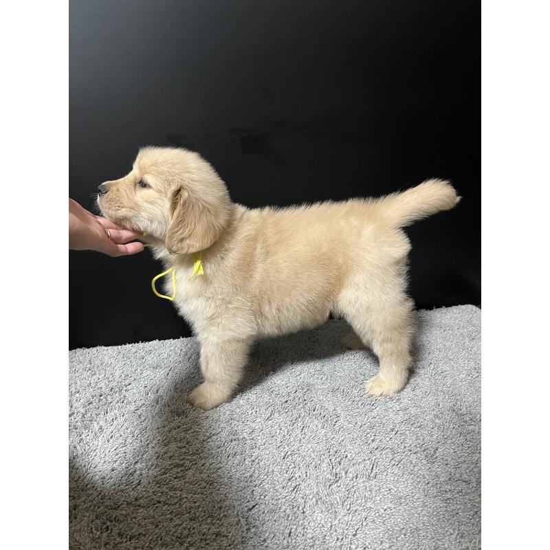 成約済の千葉県のゴールデンレトリーバー-430547の2枚目