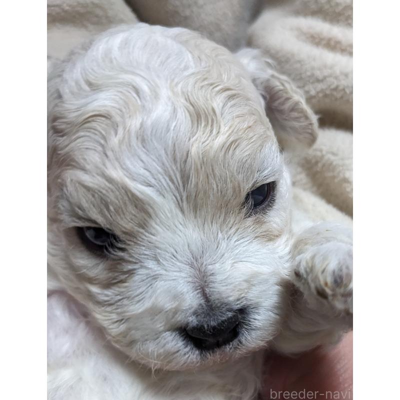 販売中の千葉県のビションフリーゼ-434493の2枚目