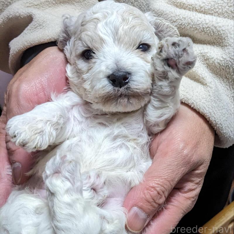 販売中の千葉県のビションフリーゼ-434493の1枚目