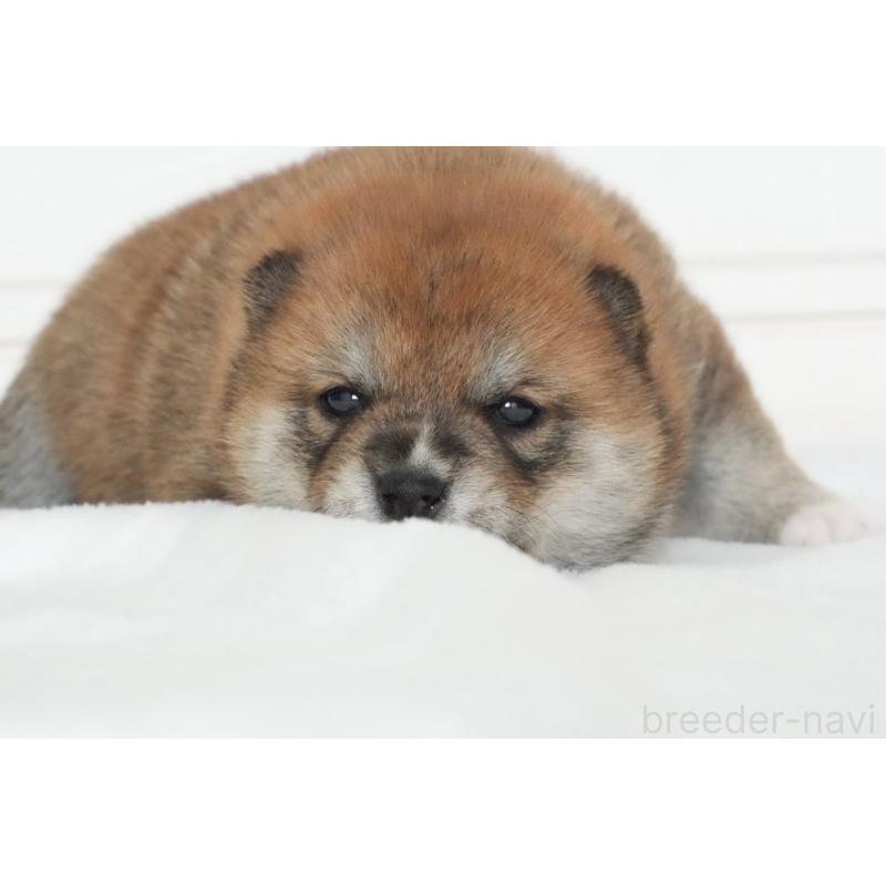 販売中の千葉県の豆柴-434494の4枚目