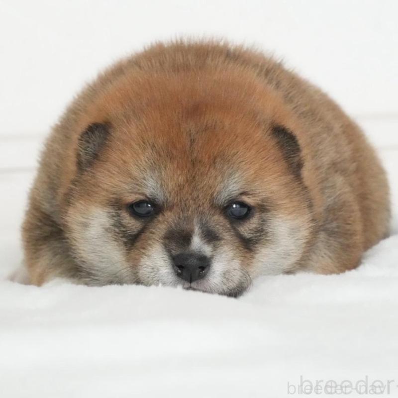 販売中の千葉県の豆柴-434494の1枚目