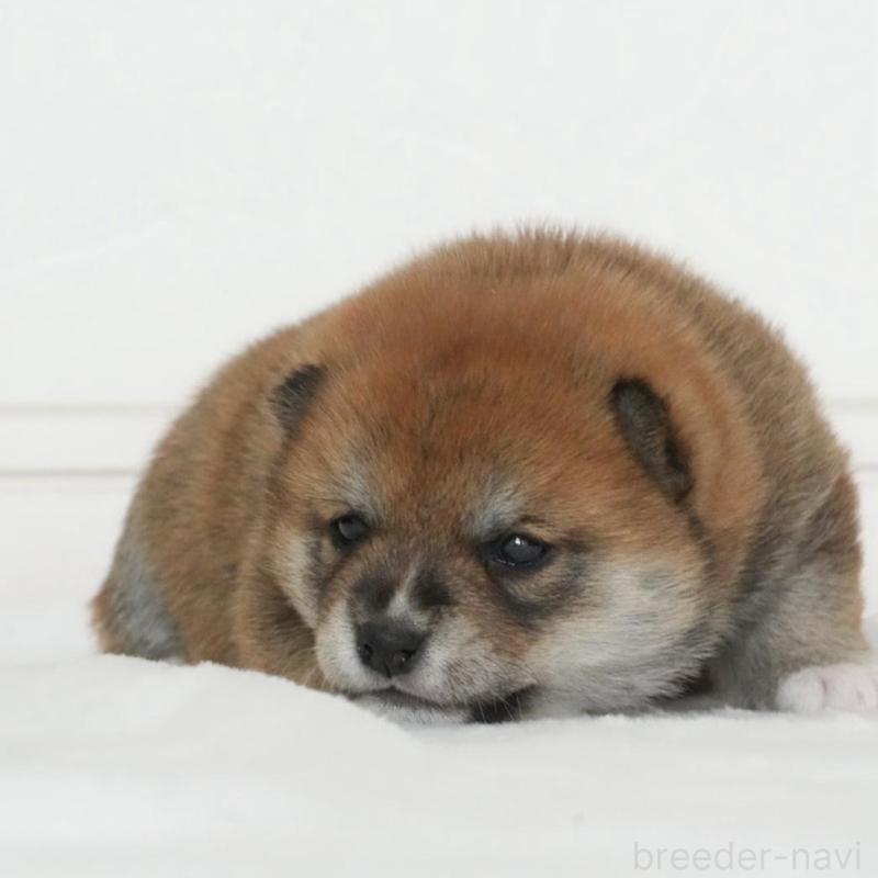 販売中の千葉県の豆柴-434494の3枚目