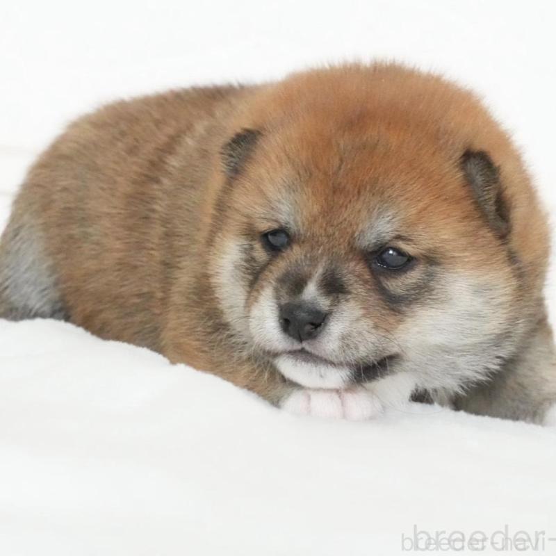 販売中の千葉県の豆柴-434494の2枚目